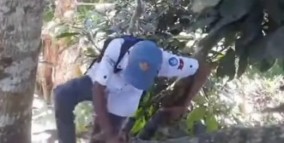 Viral saat Harkitnas: Demi Sinyal Internet, Pelajar Sultra Panjat Pohon Mangga untuk Kerjakan Tugas Sekolah