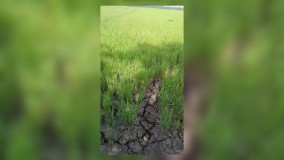 Bendungan Buku Balipen Rusak, Sawah Mengering dan Warga Desa di Poleang Timur Bombana Alami Krisis Air