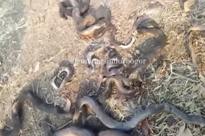 Viral Video Puluhan Ekor Ular Ditemukan Mati Terpanggang di Gunung Sindur Bogor, Warganet: Habitatnya Hancur