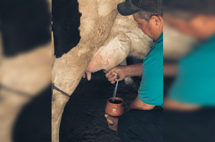 5 Manfaat Susu Sapi yang Mungkin Anda Lewatkan, Salah Satunya Bisa Menurunkan Berat Badan