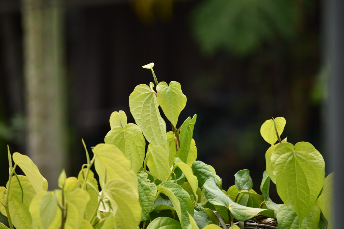 Manfaat Daun Sirih, Ramuan Herbal Pencahar Alami untuk Mengatasi Sembelit dan Penyakit Lainnya