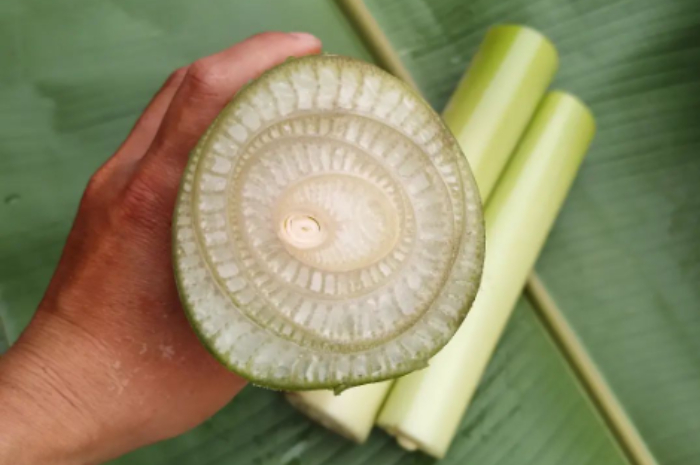 Tidak Banyak Orang Tahu tentang Batang Pohon Pisang, Ternyata Ini Khasiatnya