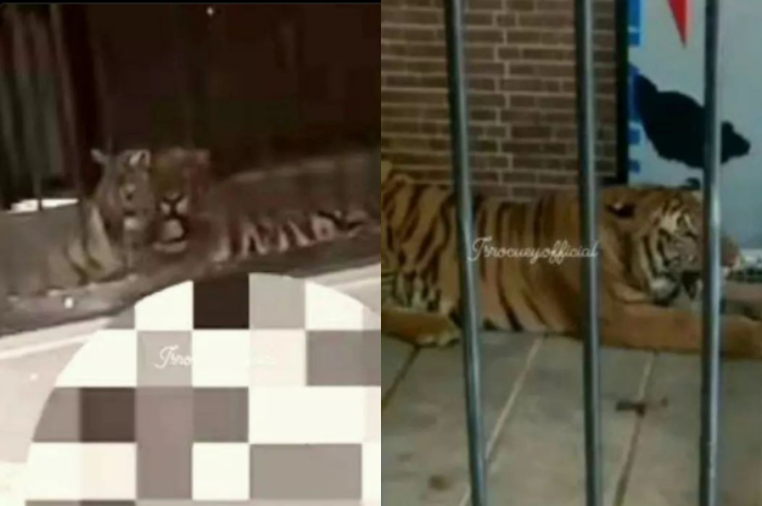 Geger! Pria di Samarinda Tewas Diterkam Harimau Peliharaan Majikannya, Netizen Geram