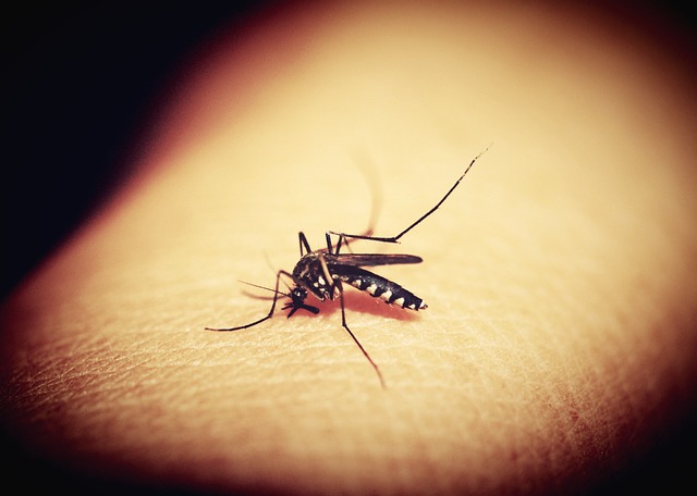 Yuk Berkenalan dengan Wolbachia, Bakteri Nyamuk Aedes Aegypti yang Berperan Tekan Kasus DBD