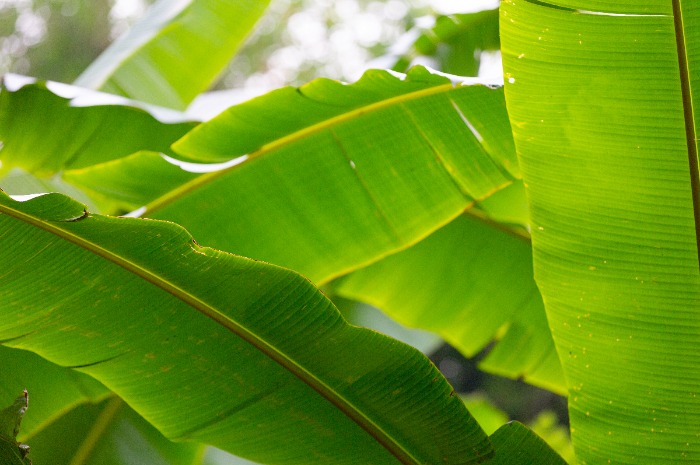 Jangan Salah! Makan Menggunakan Alas Daun Pisang Ada Manfaatnya, Lho! Simak 5 Poin Ini