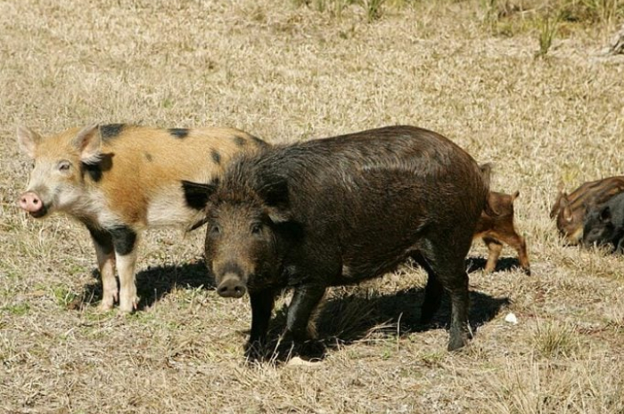 Corak Kulitnya Unik dan Menggemaskan, Siapa Sangka Spesimen Babi Ini Ancam Kehidupan di Amerika Utara