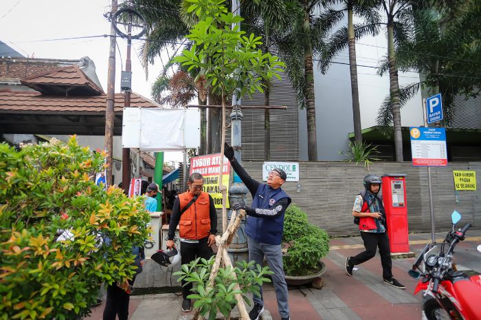 Penanaman Ratusan Pohon Pule, Jalan Sudirman Bandung Akan Kembali Sejuk