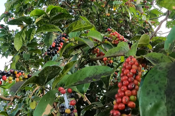 Buah Buni, Si Kecil Penuh Khasiat, Berikut 10 Manfaat Kesehatannya