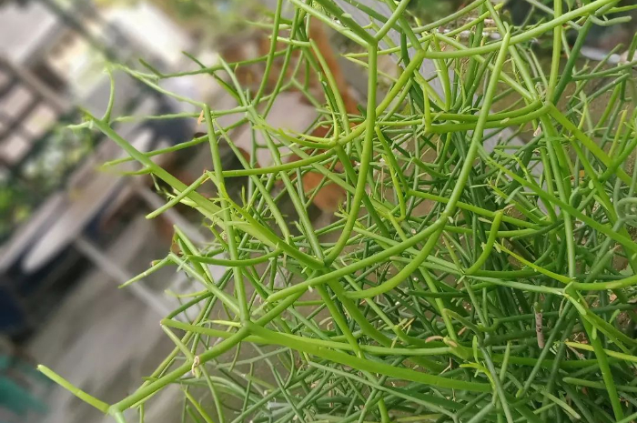 Punya Keluhan Radang Sendi atau Sakit Gigi? Tenang, Ini 5 Manfaat Tanaman Patah Tulang