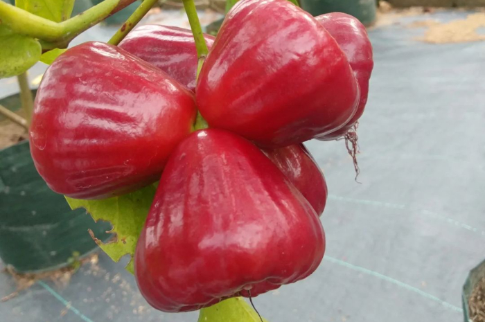 Selain Segar saat Dikonsumsi, Buah Jambu Air Punya Segudang Manfaat Bagi Kesehatan