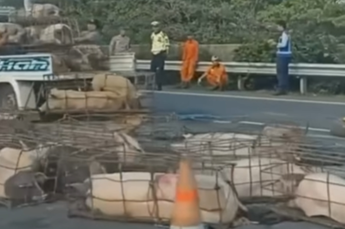 Kecelakaan Tunggal Mobil Pick Up di Tol Jagorawi, Hewan yang Diangkut Terpental ke Jalanan