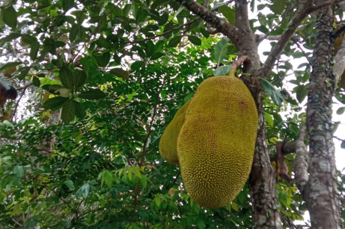 Sering Disepelekan, Ini 5 Kegunaan Buah Nangka, Bisa Sehatkan Jantung
