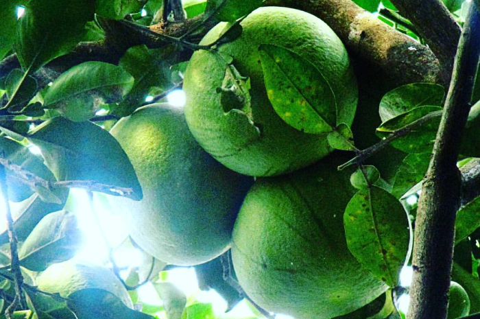 Cita Rasanya Beragam, Ini Dia 8 Manfaat Jeruk Bali bagi Kesehatan, Banyak Vitaminnya!