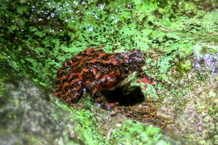 Berudu Kodok Merah Tambah Keanekaragaman Hayati Hutan Selabintana Sukabumi