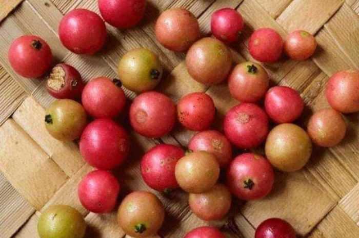 Buah Kersen yang Sering Ditemui Ternyata Memiliki Banyak Manfaat untuk Kesehatan, Apa Saja?