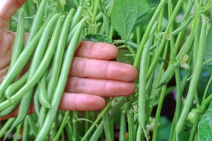 Perkuat Imun Tubuh Pakai Kacang Buncis, Ini 5 Khasiat Lengkapnya