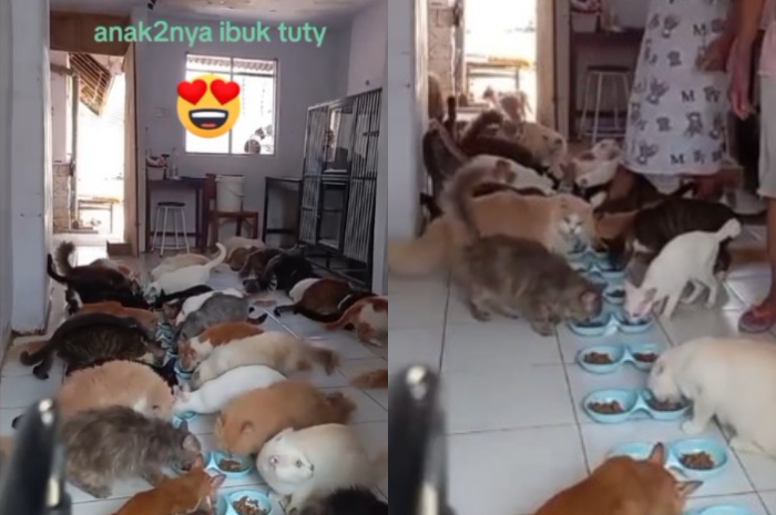 Salut! Ibu Ini Rawat Puluhan Kucing yang Usianya Lebih dari 8 Tahun, Kata Warganet Kayak Pesantren