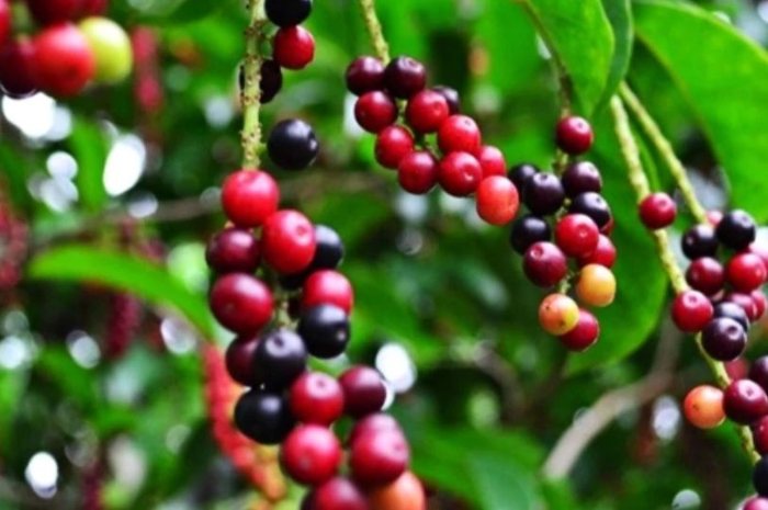 Kenali Buah Buni, Lezat dan Punya Kandungan Nutrisi, Ini 5 Manfaat untuk Kesehatan