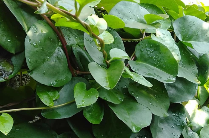 Bisa Dimanfaatkan sebagai Obat, Ini Dia 8 Khasiat Daun Binahong