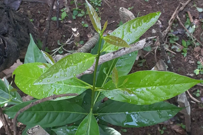 Daun Salam Sering Ditemukan di Masakan, Ternyata Khasiatnya bagi Kesehatan