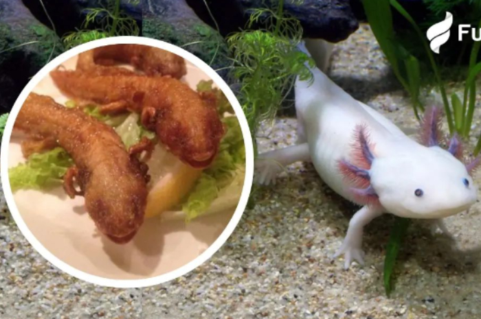 Restoran di Jepang Sajikan Axolotl Goreng, Hewan Air Salamander yang Terancam Punah