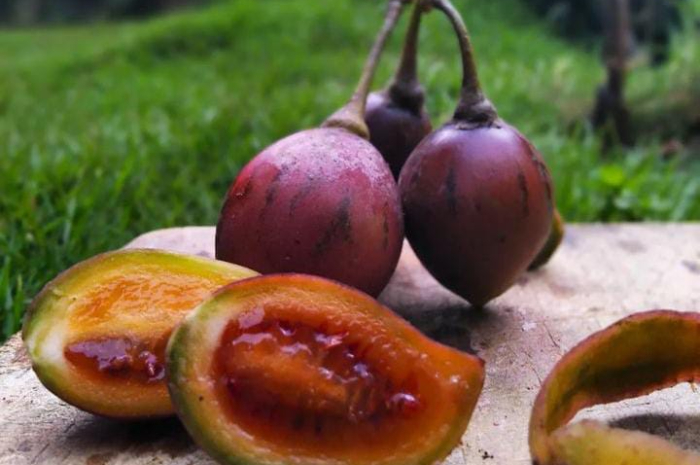 Memiliki Kandungan Gizi, ini Dia Sederet Manfaat Terong Belanda yang Perlu Diketahui