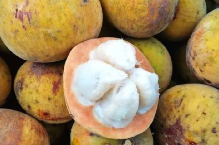 Beberapa Manfaat Buah Kecapi Untuk Kesehatan yang Jarang Diketahui, Bisa Cegah Cegah Penyakit Kanker?