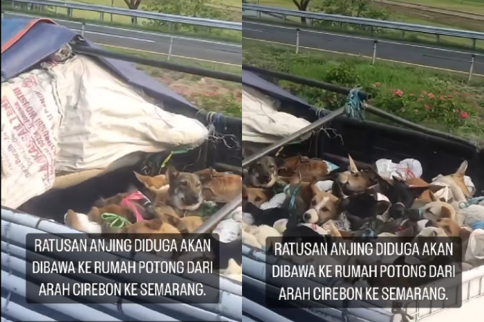 Viral! Ratusan Anjing Diangkut Truk di Tol Cipali, Diduga Hendak Dibawa ke Rumah Potong