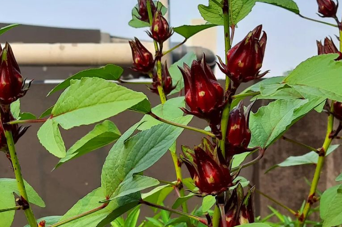 Jarang Orang Tahu, Ini 5 Manfaat Bunga Rosella, Bisa Anda Olah Jadi Teh!