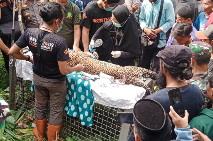 Heboh! Macan Tutul Kena Perangkap Jerat Babi Hutan di Kalibunder Sukabumi