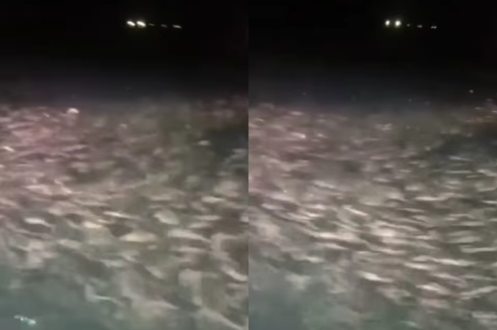 Heboh! Ribuan Ikan Tongkol Berenang ke Permukaan di Pesisir Pantai Sumur Pandeglang, Pertanda Apa?