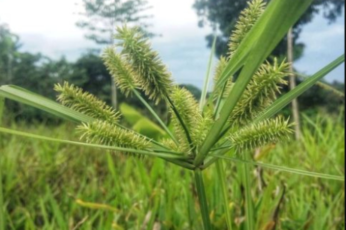 Jangan Salah, Tumbuhan Liar Rumput Teki Punya 5 Manfaat, Begini Cara Mengolahnya