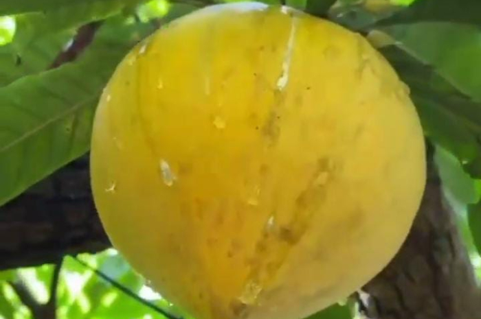 Mengungkap Manfaat Sawo Mentega, Nomor 4 Paling Cocok Untuk Orang Tua