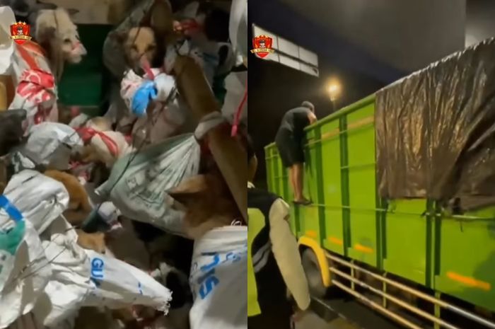 Pemprov Jabar Kecam Penjualan Anjing untuk Konsumsi: Ilegal Jadi Pidana