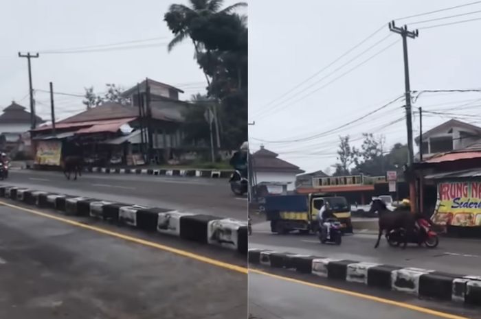 Heboh! Seekor Kuda Berkeliaran di Jalan Raya Citali Sumedang Hingga Tabrak Pemotor