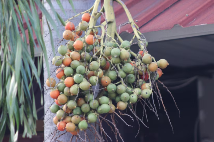 Bentuknya Mirip Kelapa, Ini 4 Manfaat Buah Pinang, Kurangi Risiko Penyakit Jantung!