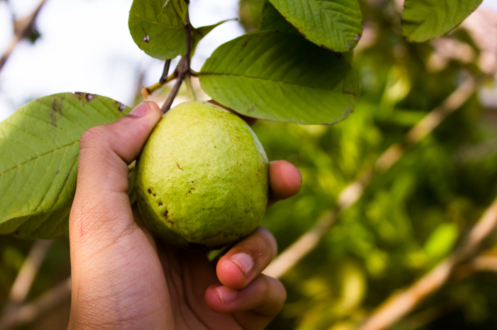 Bukan Cuma Meredakan Diare, Ini Sederet Manfaat Lain Daun Jambu Biji