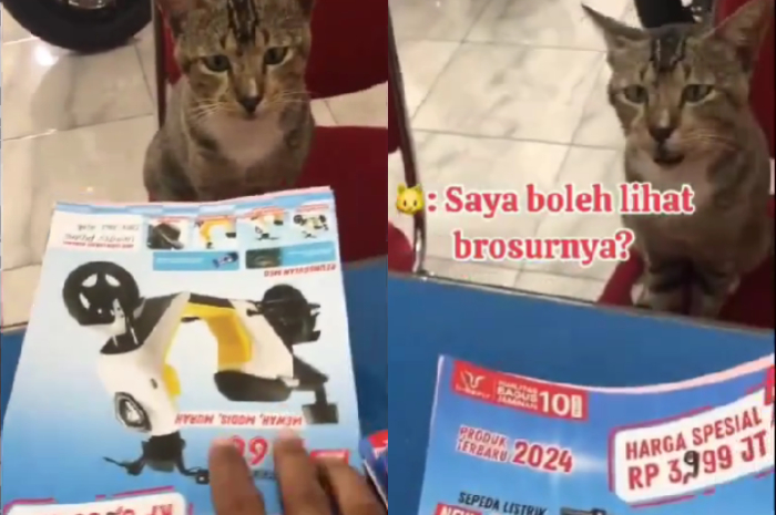 Momen Lucu Seekor Kucing Datangi Dealer Sepeda Listrik dan Ditawari Brosur, Begini Responnya