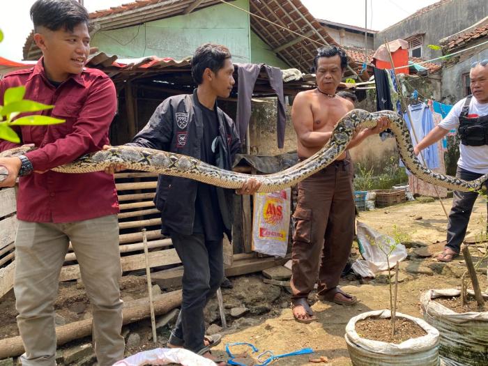 Ular Piton 5 Meter di Kandang Ayam Hebohkan Warga Cibadak Sukabumi