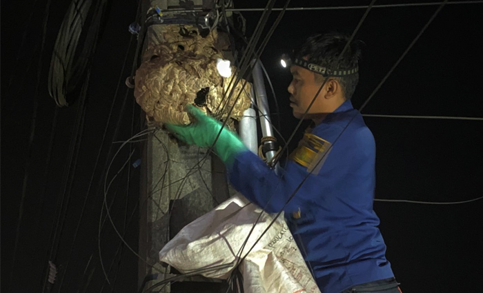 Detik-detik Evakuasi Sarang Tawon di Cibadak Sukabumi, Kabel Melintang jadi Kendala