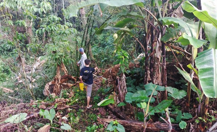 Dua Warga Kebonpedes Tewas Tertimpa Pohon di Kebun Milik Bupati Sukabumi