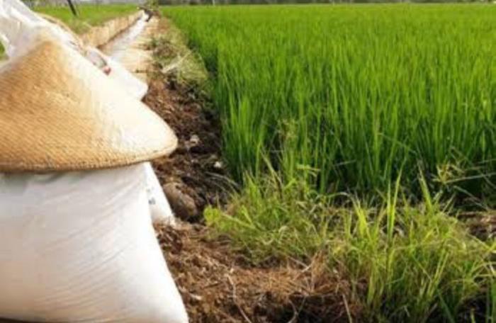 Presiden Jokowi Tetapkan Subsidi Pupuk 9,55 Juta Ton di 2024