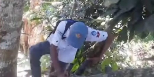 Viral saat Harkitnas: Demi Sinyal Internet, Pelajar Sultra Panjat Pohon Mangga untuk Kerjakan Tugas Sekolah
